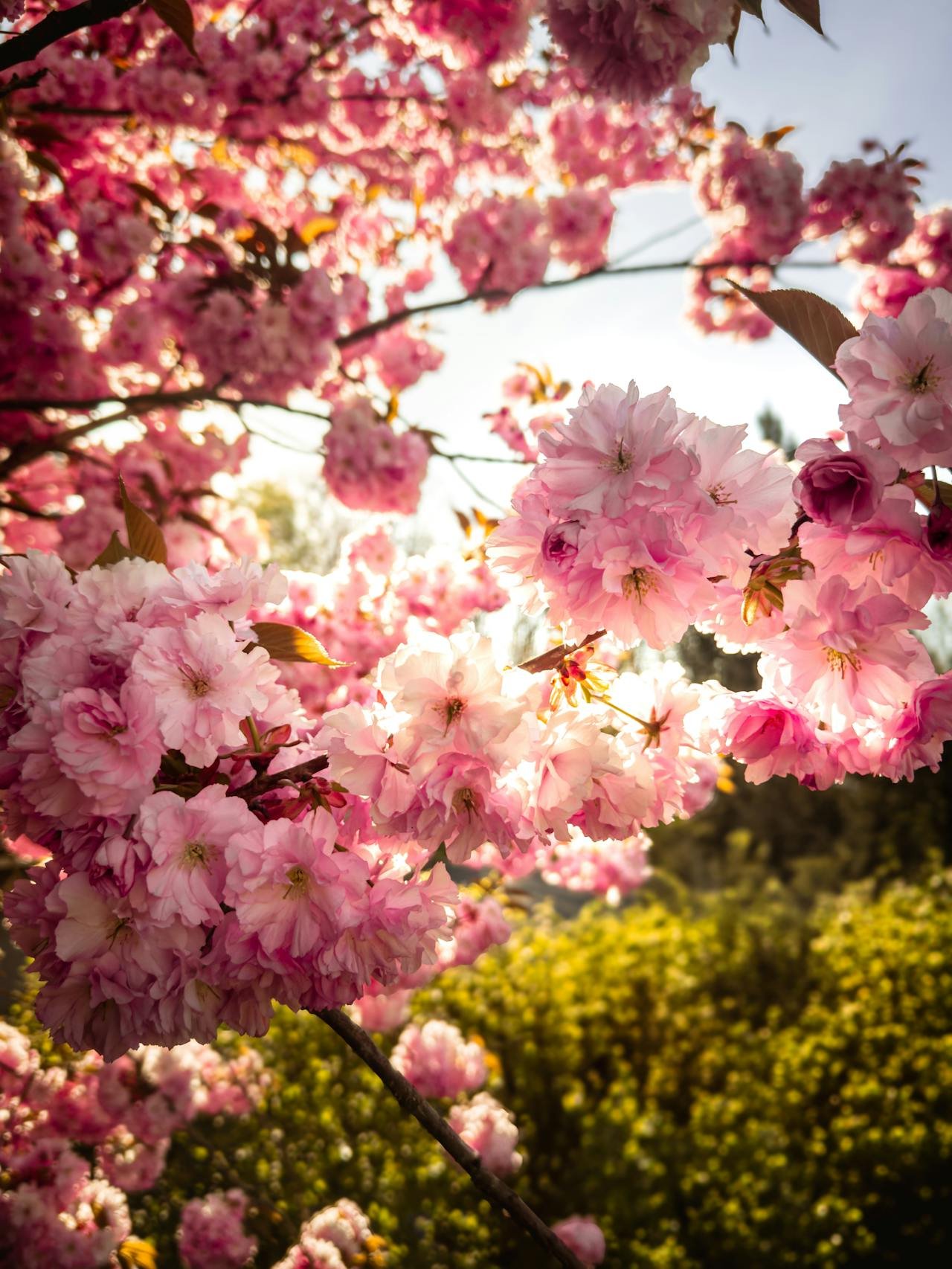 Sunlight filtering through a cherry tree